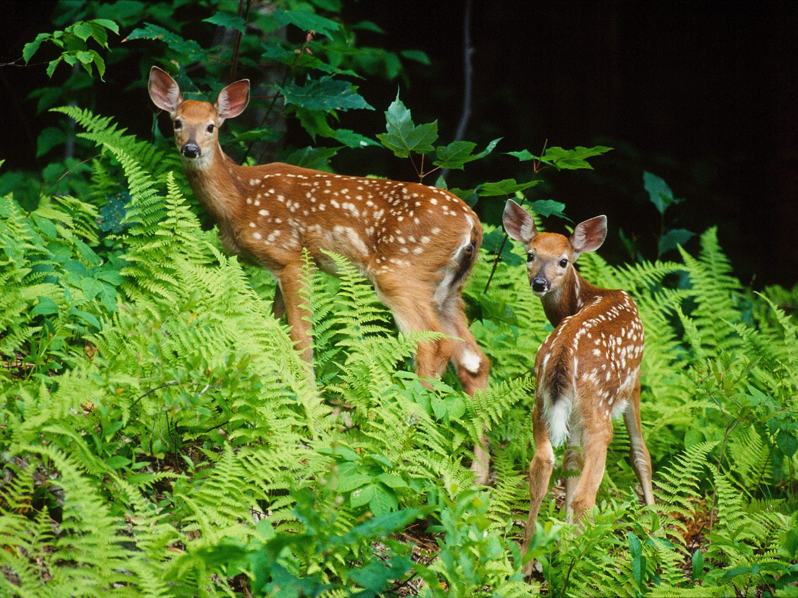 Curious Fawns - 1600x1200 - ID 44449 - PREMIUM