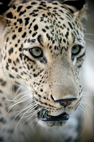 246510078_leopard-med