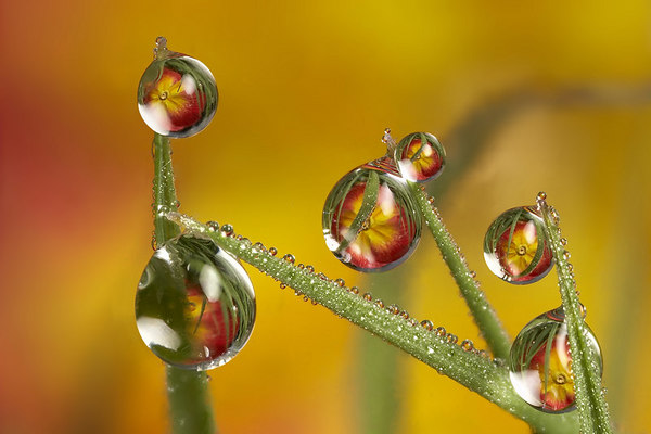 yellow-droplets