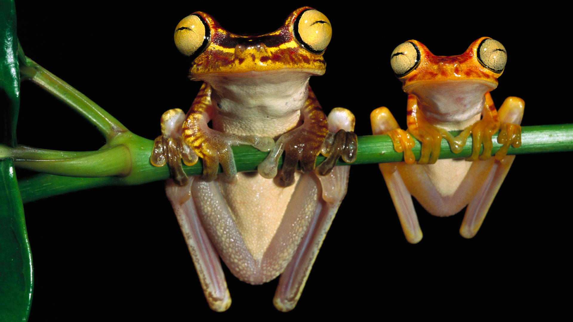 frogchachi-tree-frogs