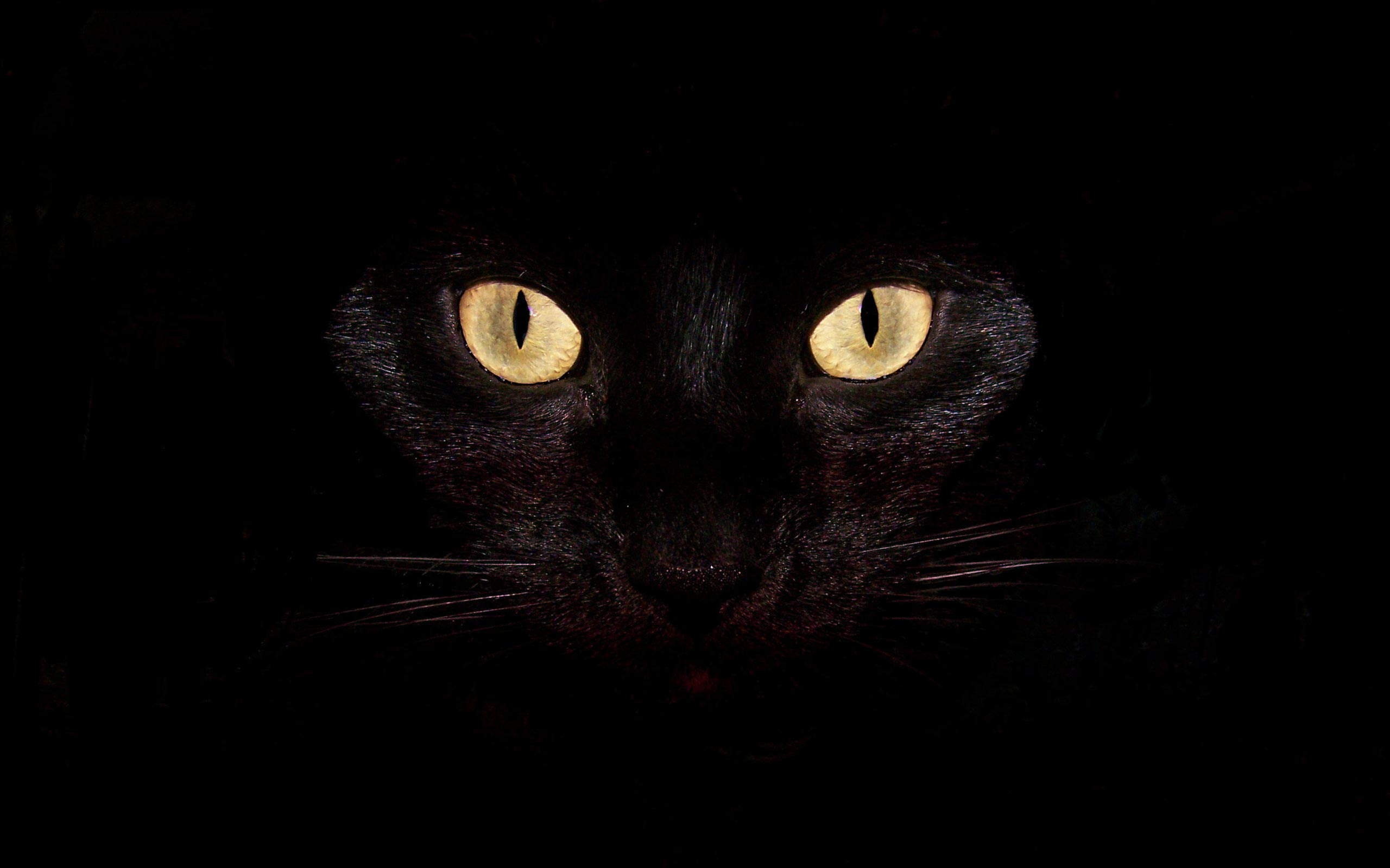 Black_cat_desktop_backgrounds