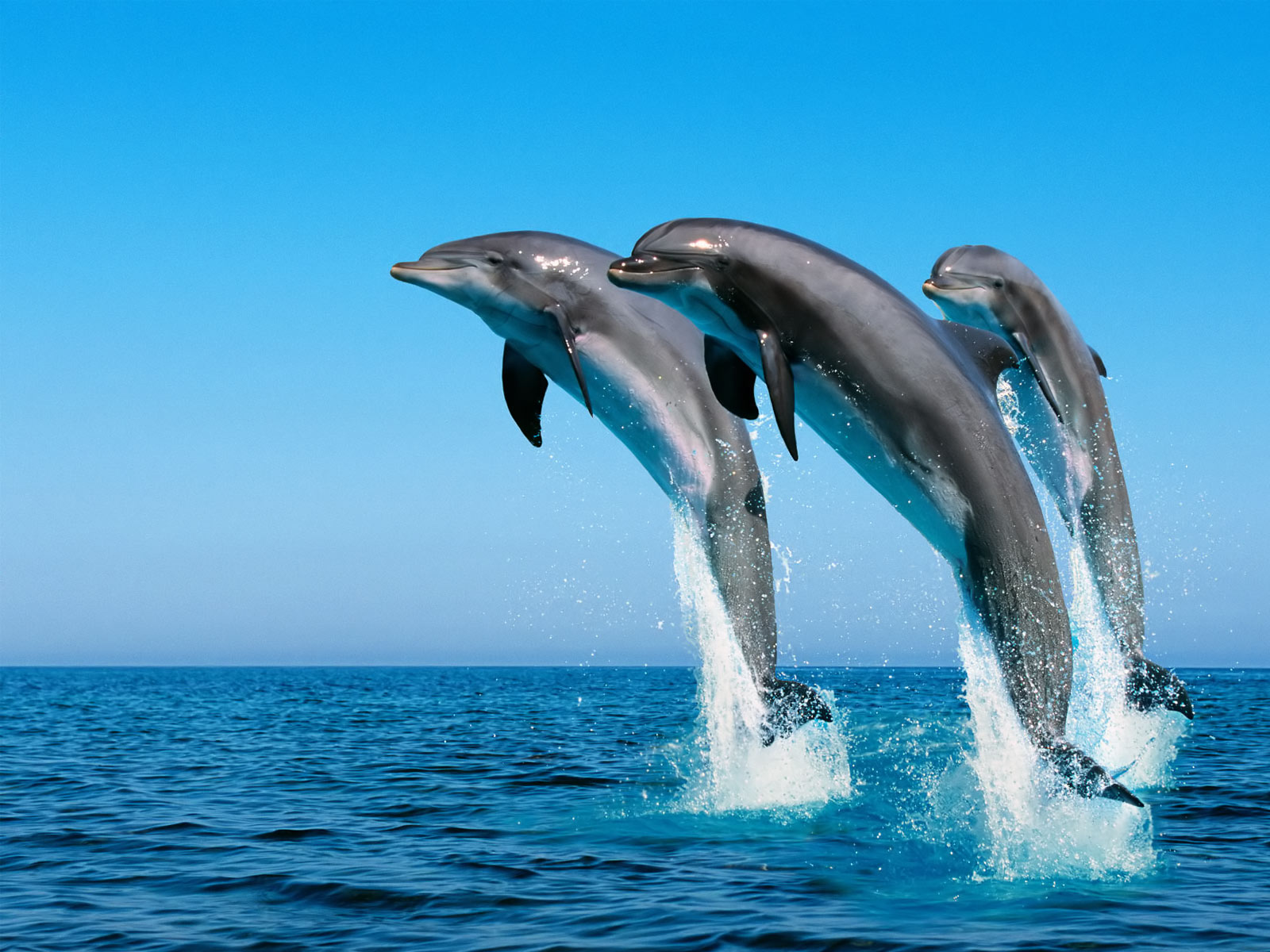 Windows_7_Wallpaper_-_Dolphins