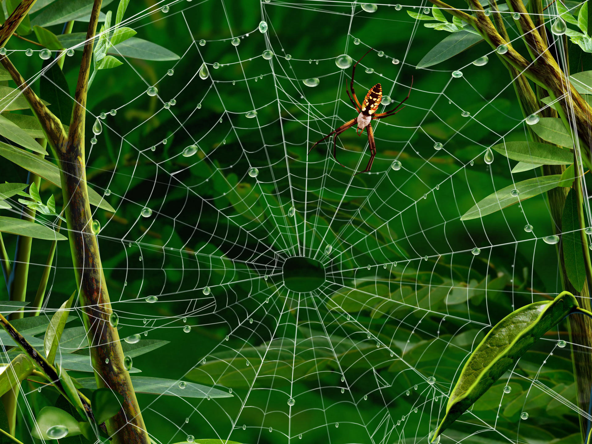 Exotic_spider