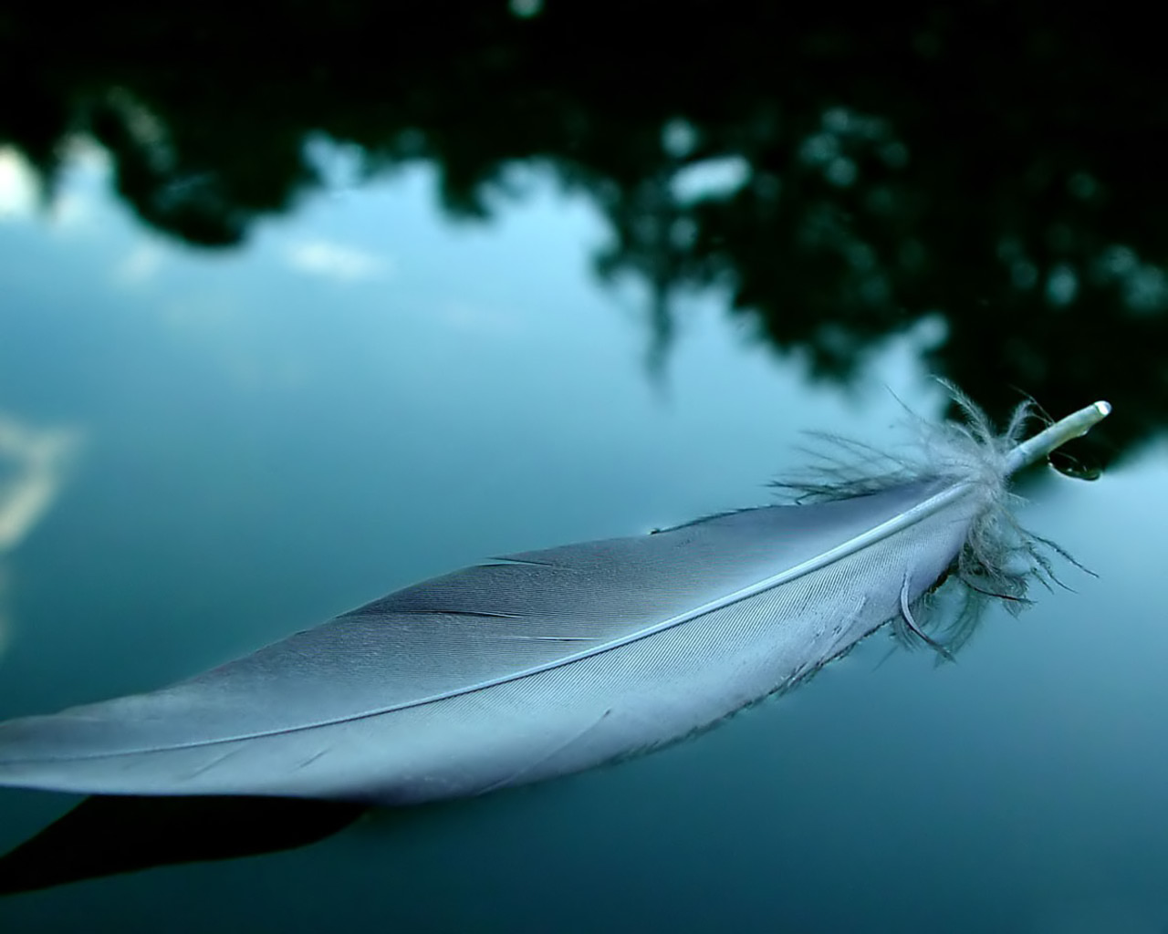 Feather_bird_desktop_photo_backgrounds