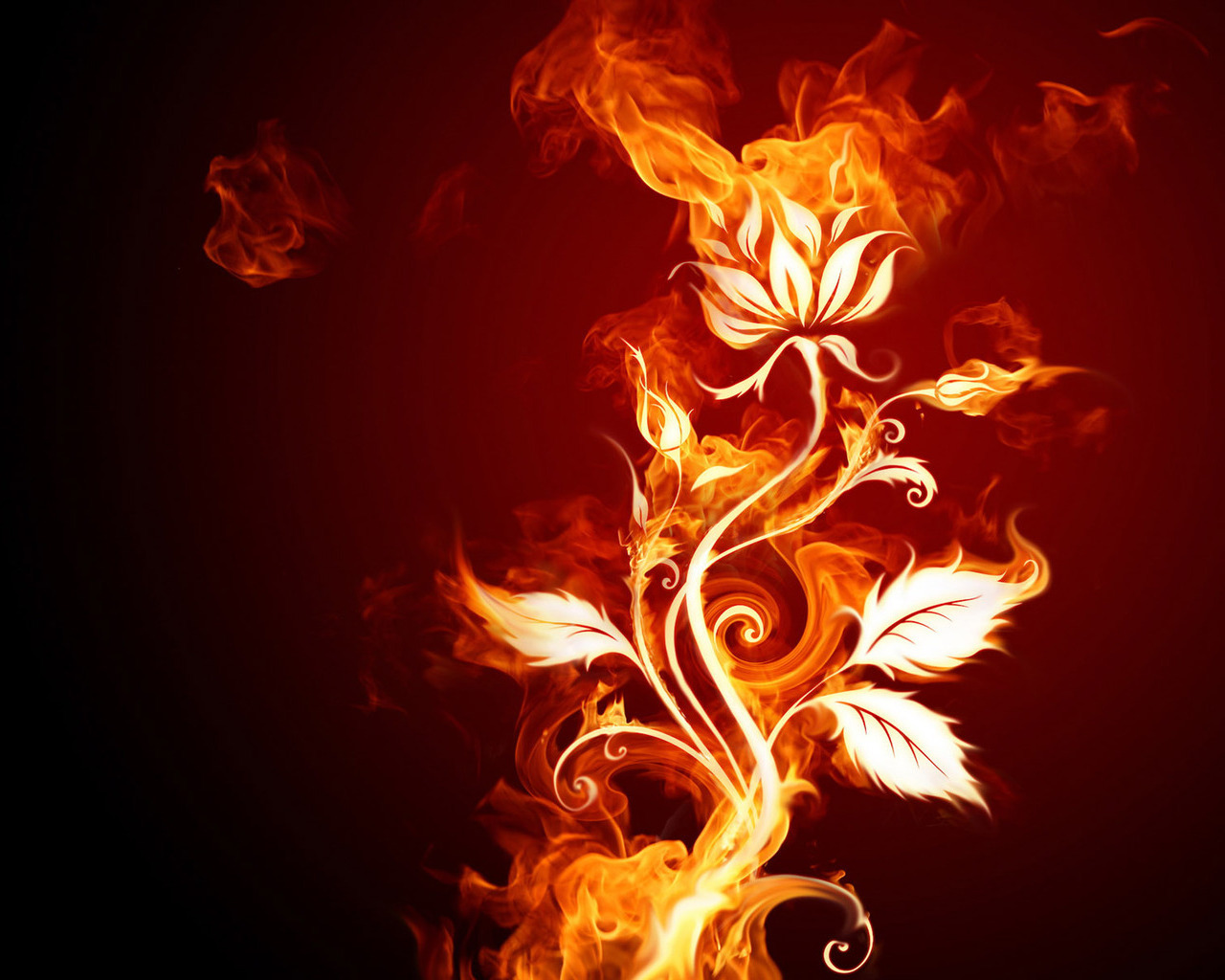 Flaming_Rose